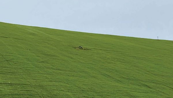 Tear visible in artificial turf covering a landfill